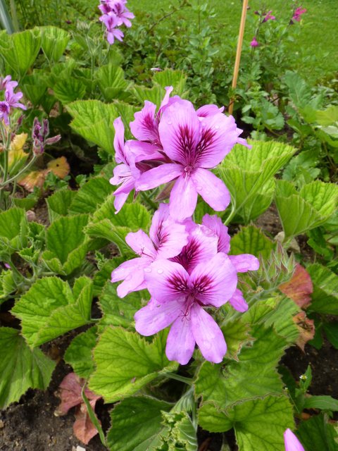 Pelargonium cucullatum fleur